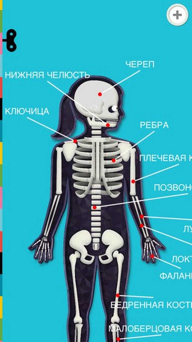 The Human Body